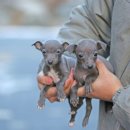 블루켄넬 이미지