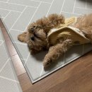 케이툰 | 강아지 초록색 토 원인 무엇일까요? (+강아지 토 색깔별 건강상태)