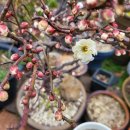 제8회 제주국제실내악페스티벌 이미지