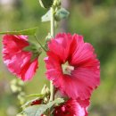 꽃봉우리 이미지