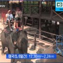 홍익가족여행사