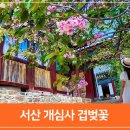 버드나무아래서 | 서산 여행 코스 4월 5월 국내 여행지, 서산 개심사 겹벚꽃, 청벚꽃