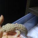 게코홀릭 후기? & 비니 산란장 만들기!!