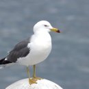 바다친구 이미지