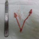 도화동물병원 이미지