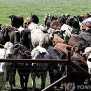 (주)현지축산