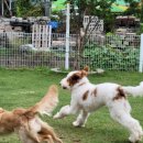 애견카페왕 | 남양주애견유치원 찾다가 정착한 애견카페왕 후기