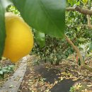 미대농장 이미지