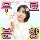 강아지 분양 프러포즈펫 | 화성강아지분양 전문가가 케어하는 펫샵 후기