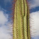 란사로테 이미지