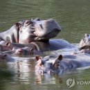 하마스포츠 이미지