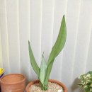 문샤인 카카오 검색결과