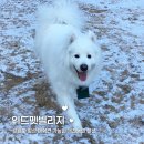 블루&펫 | [강원도 횡성 애견동반펜션] 위드펫빌리지 | 대형견 동반 가능