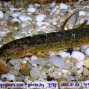 어류도감 이미지