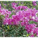 파라다이스장여관 이미지