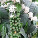 동백커피 이미지