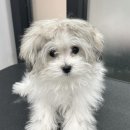 다듬, 강아지미용실 이미지