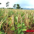 영광농협농산물산지유통센터 이미지