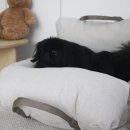 개편하개 이미지