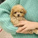 플랜멍 강아지분양 대구본점 이미지