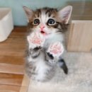 대전고양이분양 루나캣 이미지