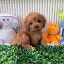 토이켄넬 | 강남강아지분양 블랙토이푸들 분양 후기