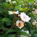 합송초등학교 이미지