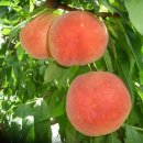 칠봉농장 이미지