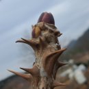 땅솔별 네이버블로그