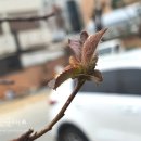 성천분재 이미지