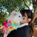 하얀강아지 이미지