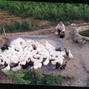 오리농장 이미지