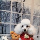 나나 펫 살롱 이미지