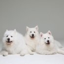 스튜디오코기 이미지