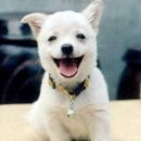 웃는강아지 이미지