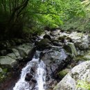 작은앵골 이미지