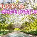 등나무공원 티스토리