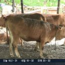 부부축사 이미지