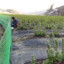 완성농장 이미지