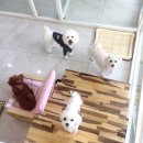 퀸펫살롱 이미지