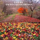 11월14일(토) 정기도보 ＜오색 주단길,안성 덕성산~무이산 임도 걷기＞ 이미지