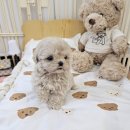 멍토피아 이미지