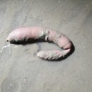 다뽀바 이미지