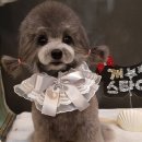 퍼피팝 이미지