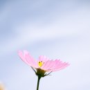 야생화 이미지
