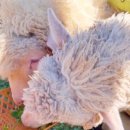 봄내목장 이미지