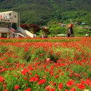 하동 북천 양귀꽂축제 이미지