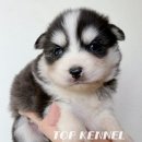 프리미엄 켄넬 이미지