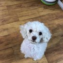 흰둥아 놀자 이미지