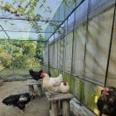 복사골농장 이미지